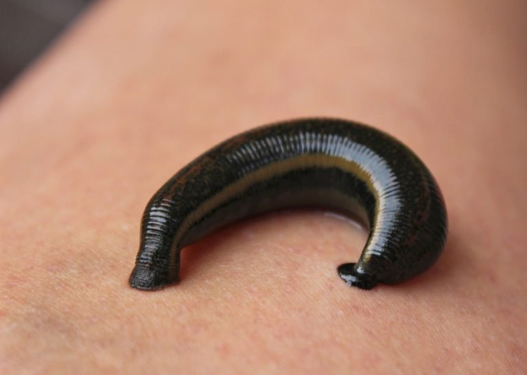 what do leeches eat