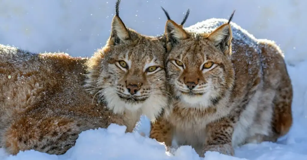 What do lynx consume if there is a scarcity of prey?