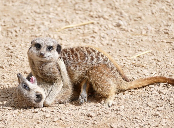 Do baby meerkats stay with their parents?