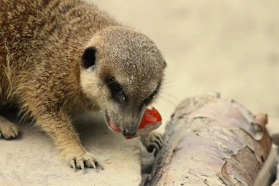 How much do meerkats eat a day?
