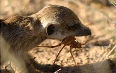 what do meerkats eat