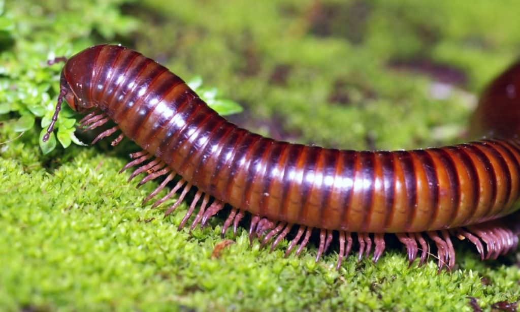 What do giant millipedes eat?