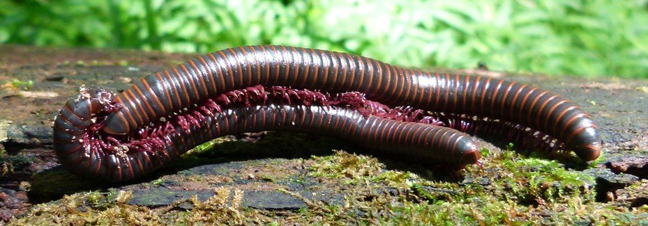 Do millipedes eat slugs?