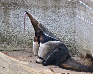 How long is an anteater's tongue?