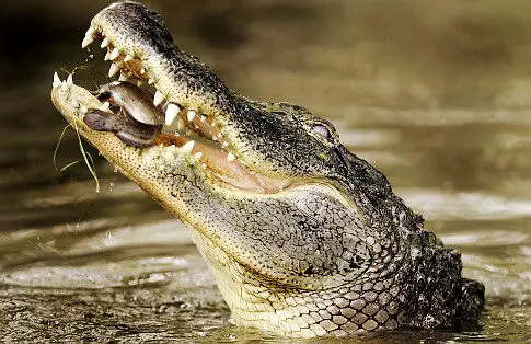 what do crocodiles eat