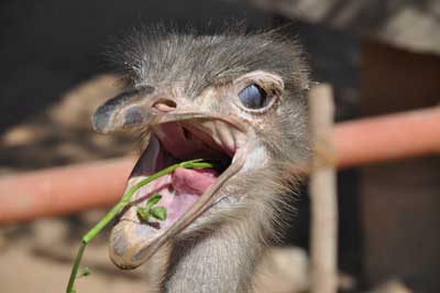 What seeds do ostriches eat?