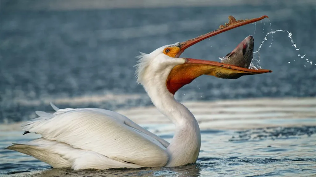Do pelicans eat fruit?