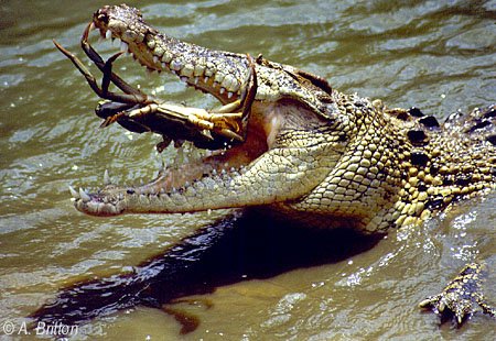 Do crocodiles eat humans?