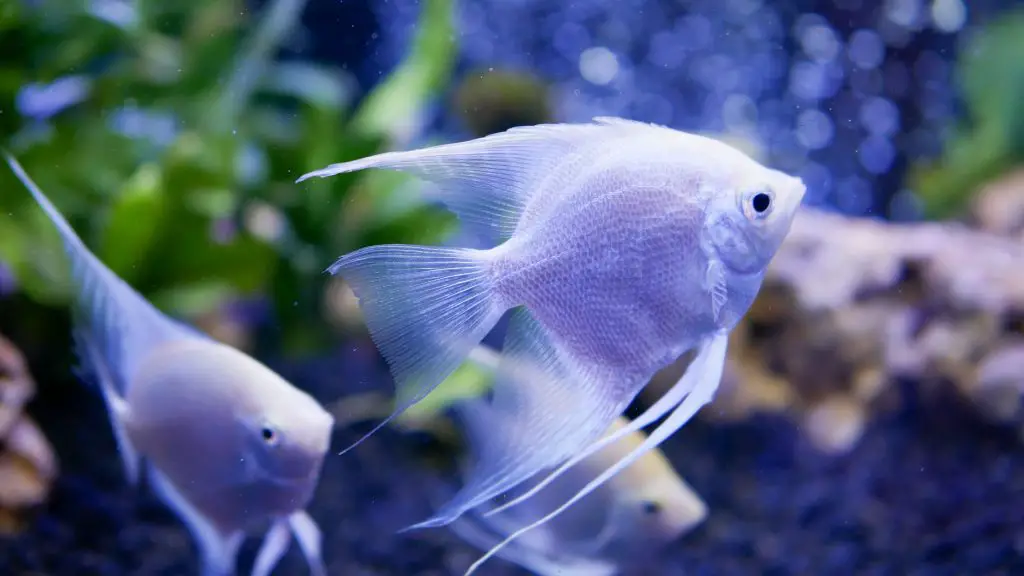 What do baby angelfish eat?