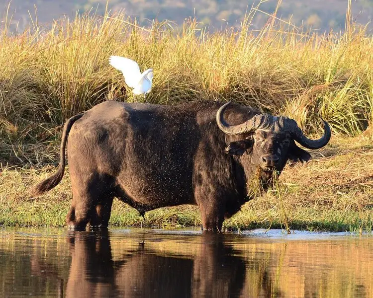 What is the scientific name for buffalo?
