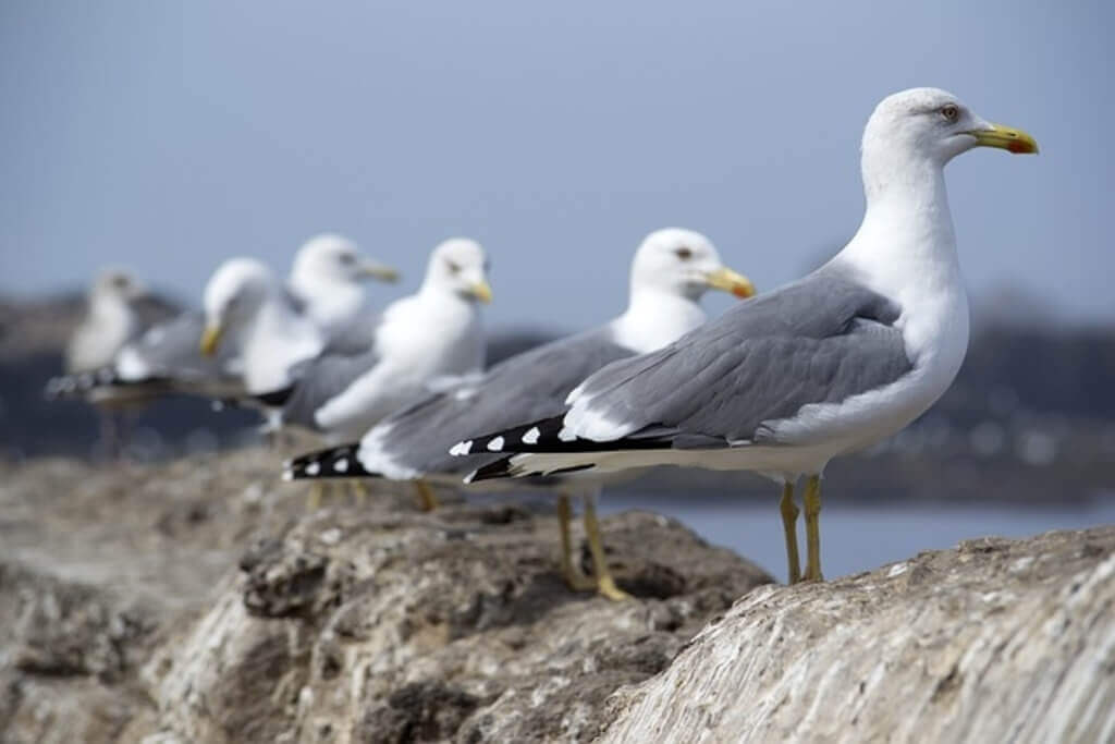 Do all seagulls eat the same thing?