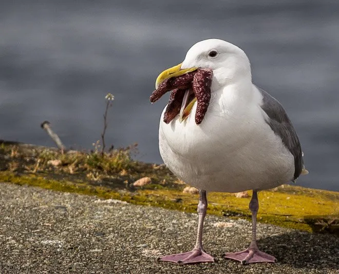What do seagulls eat in the summer?