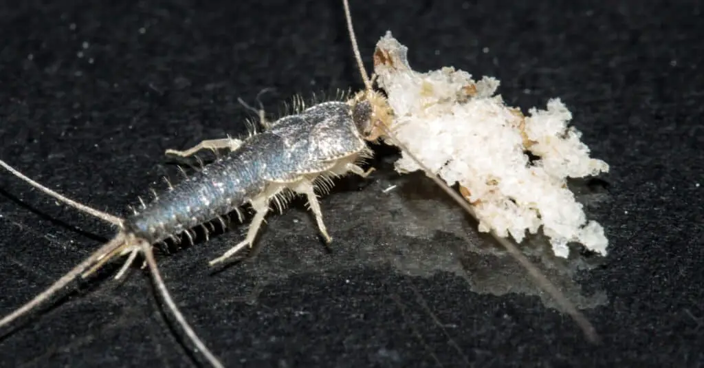 What attracts silverfish?