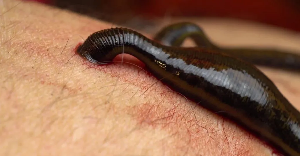 What do leeches eat to survive?