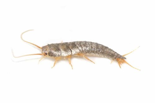 Do silverfish eat leather?