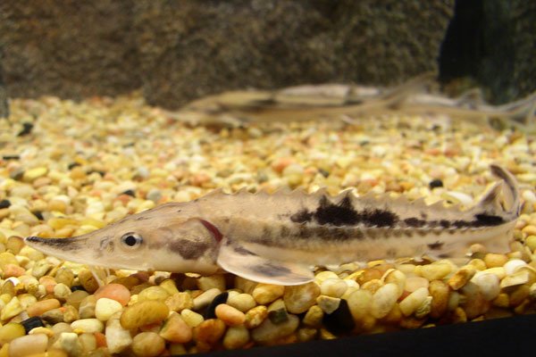 What is the diet of a juvenile sturgeon?