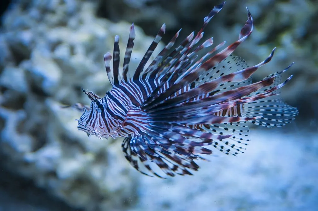 What do baby lionfish eat?