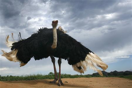 Do male and female ostriches eat different diet?