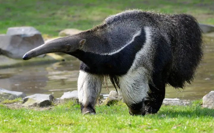 what are anteaters