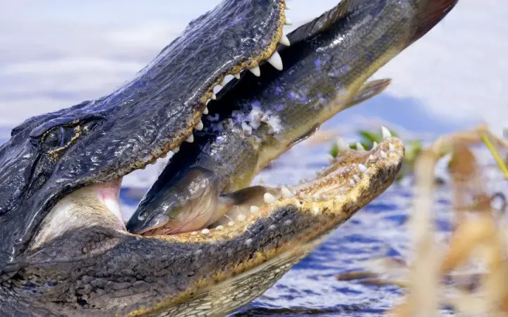 Do crocodiles sleep in water?