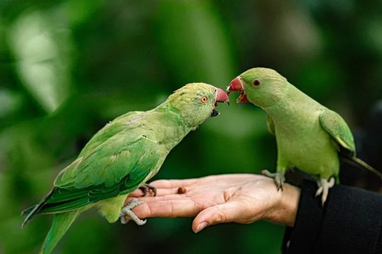 What do parrots eat most?