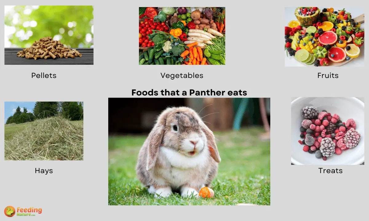 What Do Bunnies Eat [Favorite Foods Year-Round]