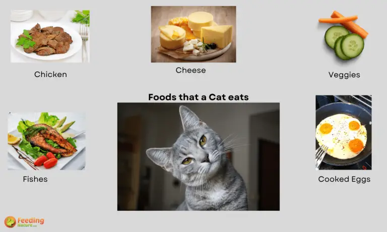 what do cats eat