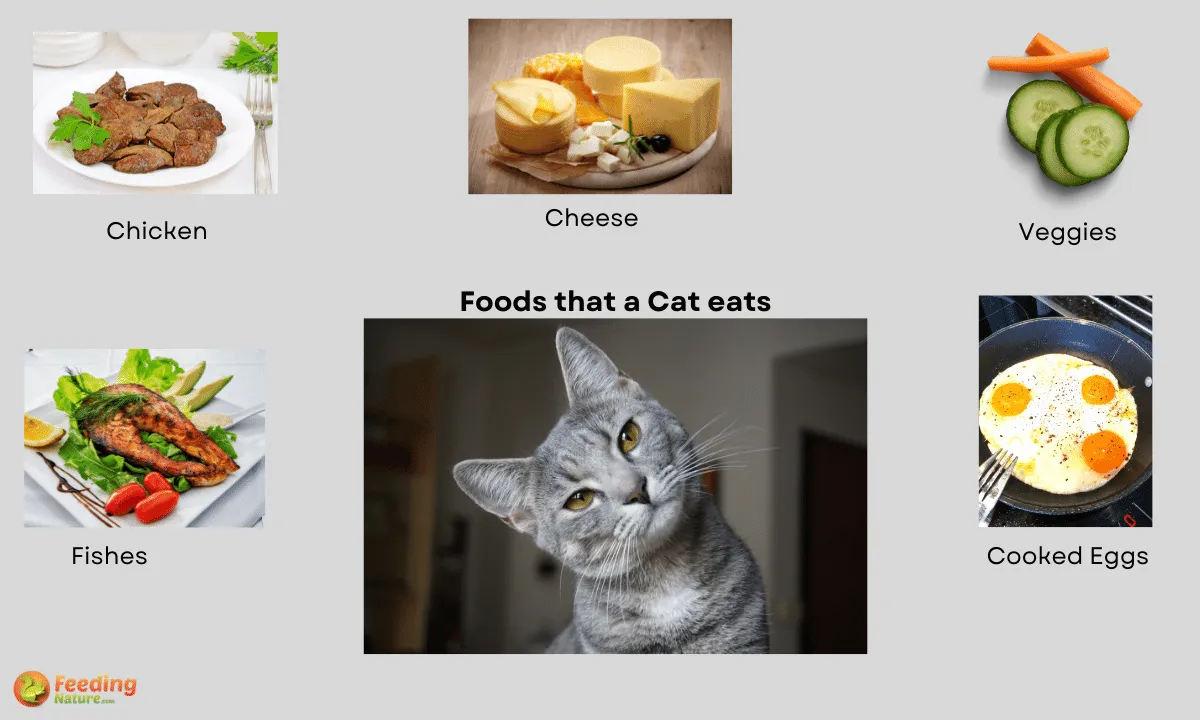 what-do-cats-eat-10-foods-that-cats-love