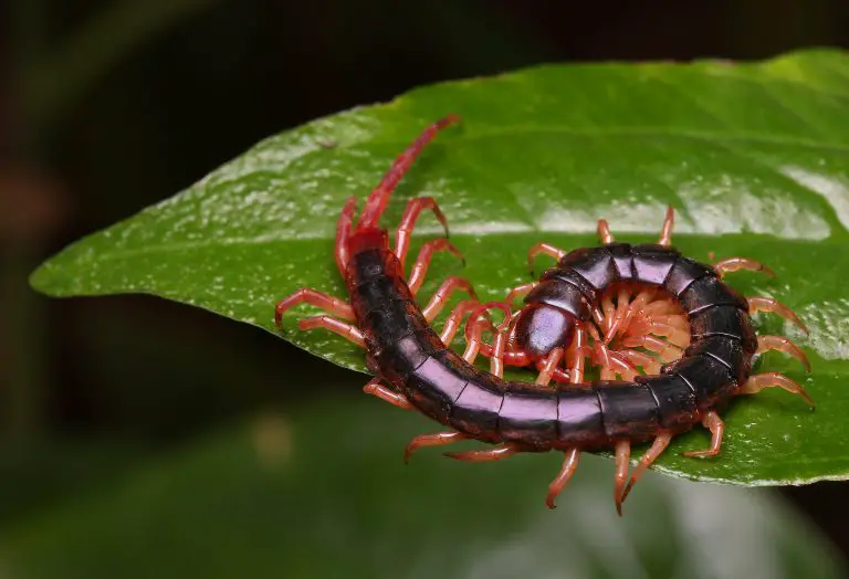 What Do Centipedes Eat?