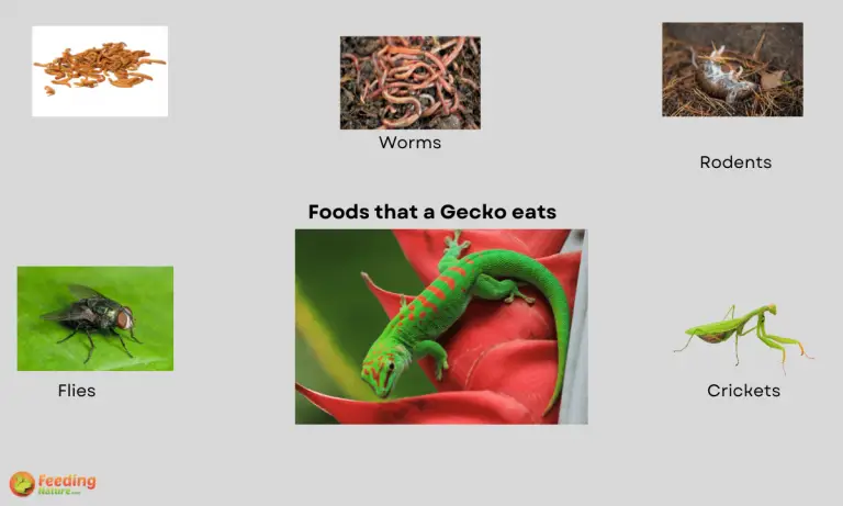 what do geckos eat