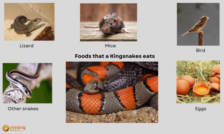 what do kingsnakes eat