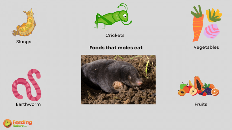what do moles eat