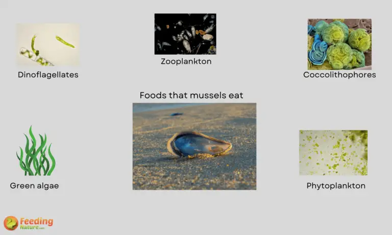 what do mussels eat