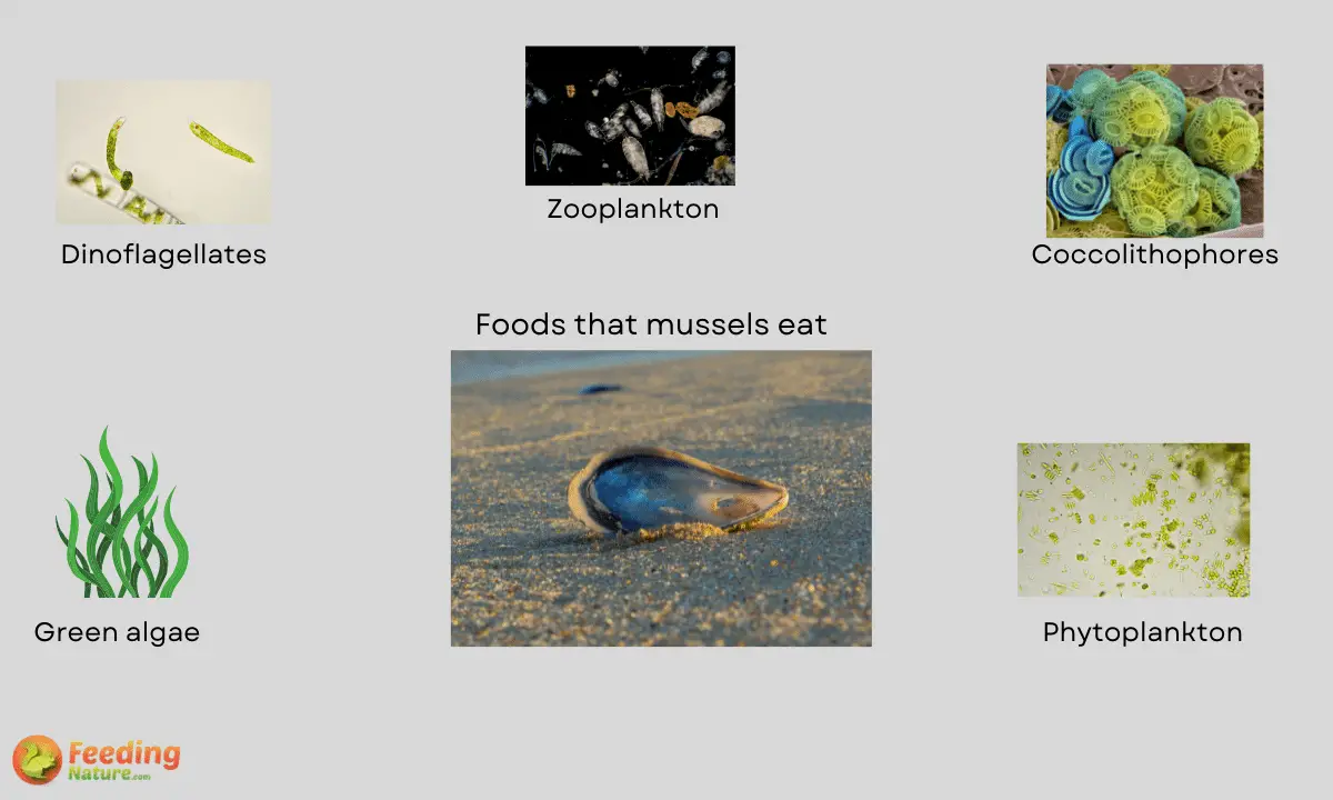 What Do Mussels Eat [Seasonal food habits of mussels] Feeding Nature