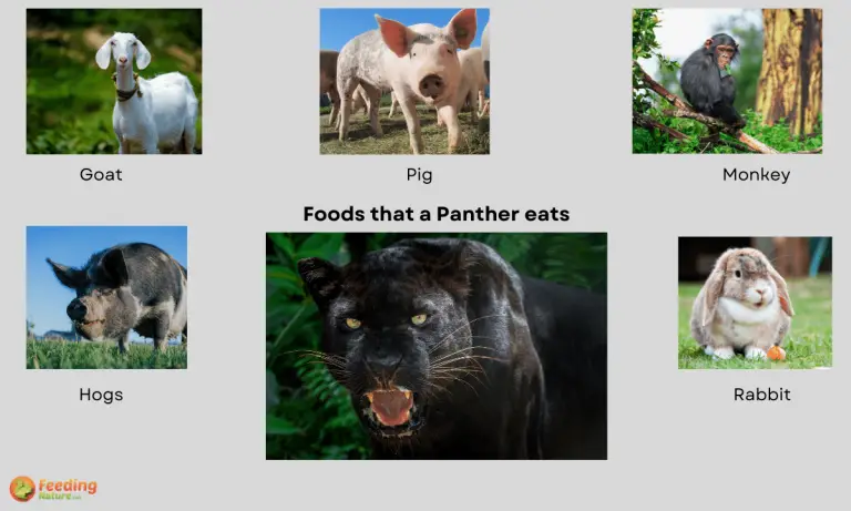what do panthers eat