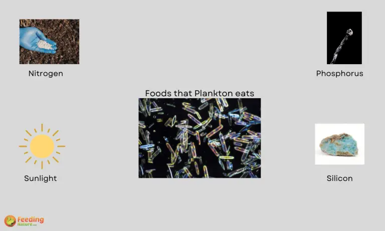 what do plankton eat