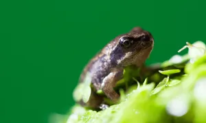 what do tiny baby frogs eat
