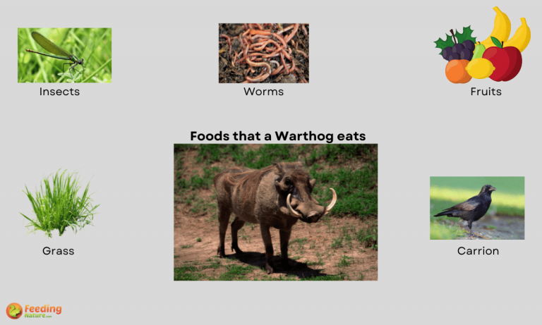 what do warthogs eat