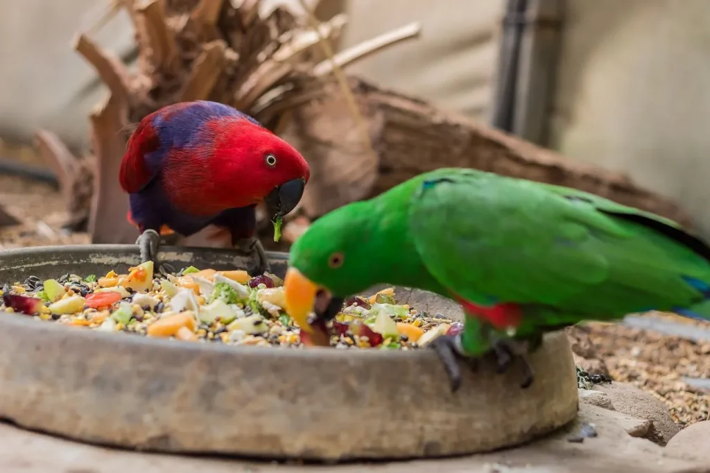 What do parrots eat in the tropical rainforest?