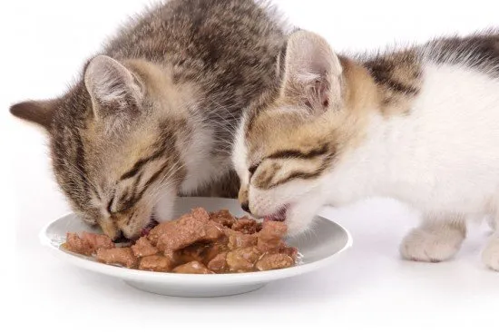How much wet food should a kitten eat?