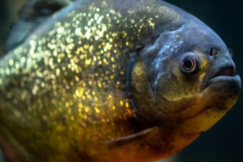What do red belly piranhas eat?