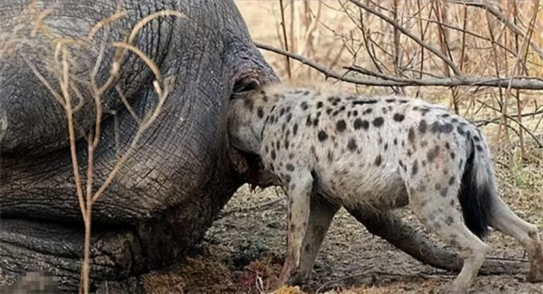 What Do Hyenas Eat?