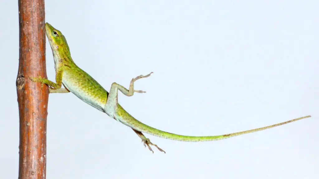 What is the best food for anoles?