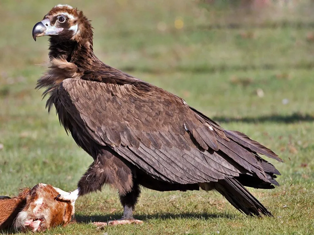 What do vultures eat in the wild?
