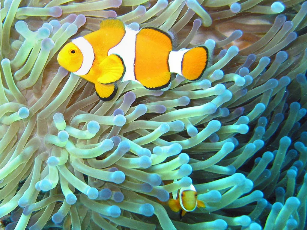 What do male clownfish eat?
