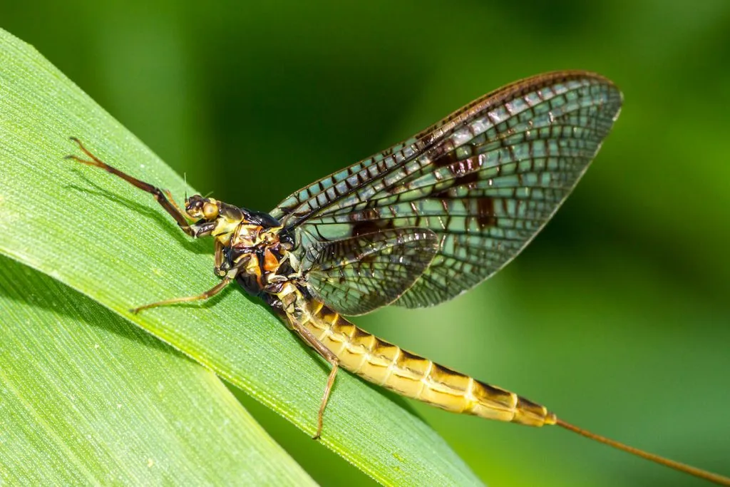 What animals do mayflies eat?