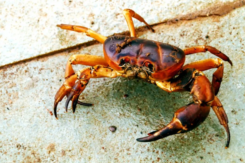 What is the best food for crabs?