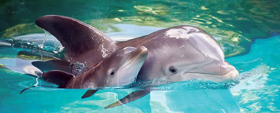 How do baby dolphins get their nutrients?