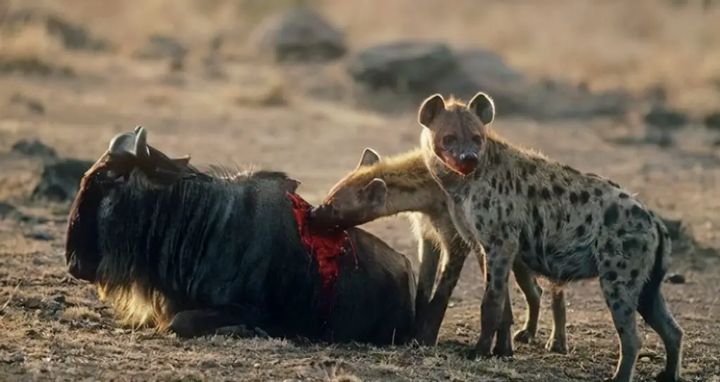 What do hyenas eat in Conan exiles?