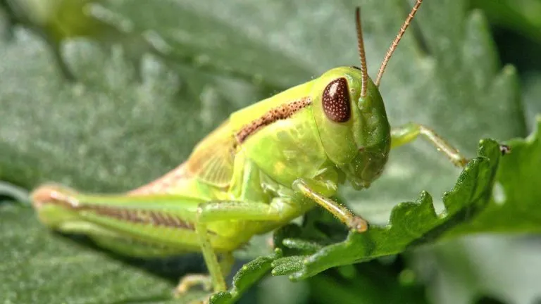 what do katydids eat